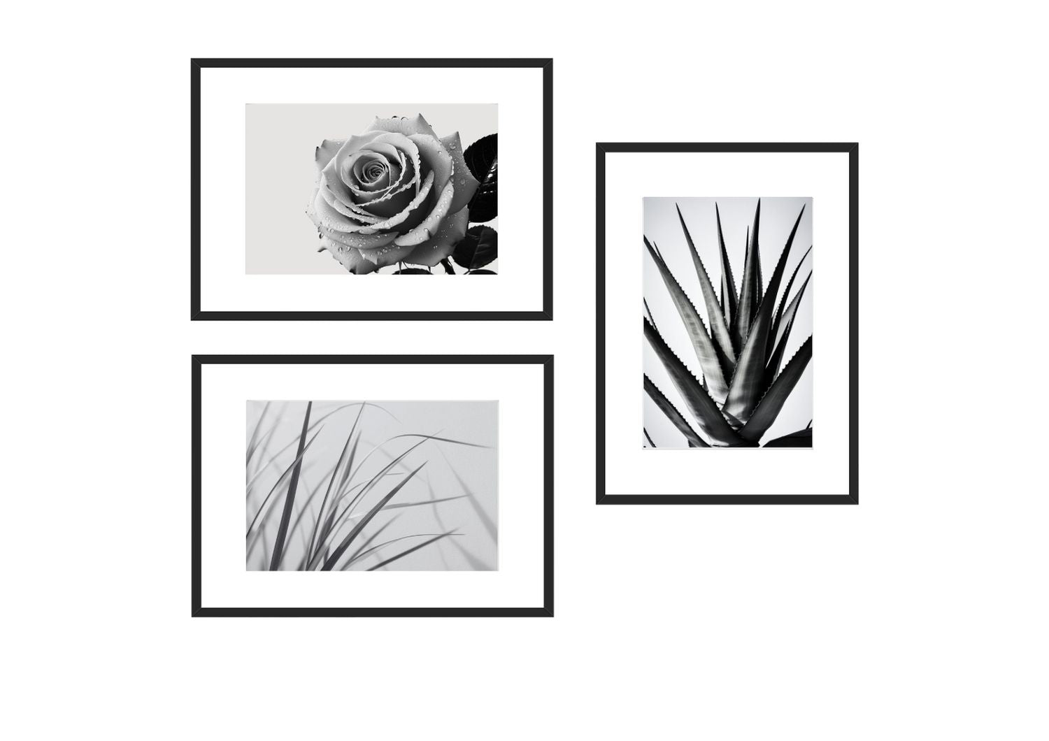 A set of three framed black-and-white botanical photographs featuring high contrast and detail. The top left image is a close-up of the delicate, swirling petals of a rose; the bottom left is a horizontal crop of thin, spiky grass blades; and the right image is a vertical close-up of the sharp, pointed leaves of an agave or similar succulent plant. Wall art frames by wall and more
