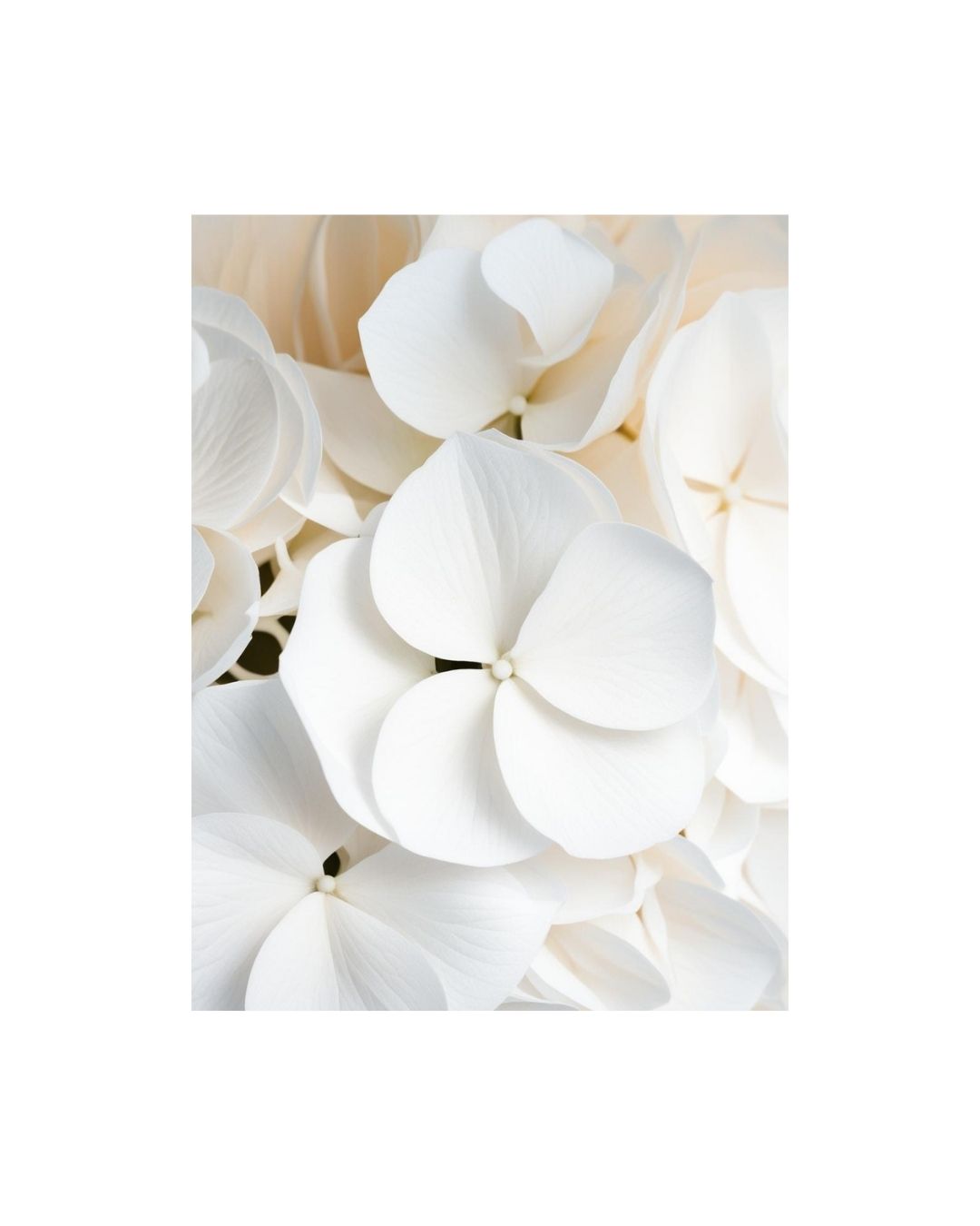 Botanical beauty and White Hydrangea Petals, wall art frame